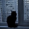 kitty