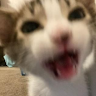 btvd